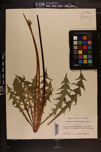 Image of Taraxacum canentifolium
