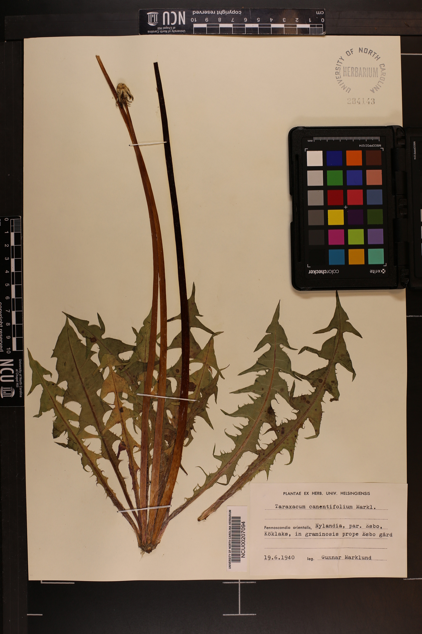 Taraxacum canentifolium image