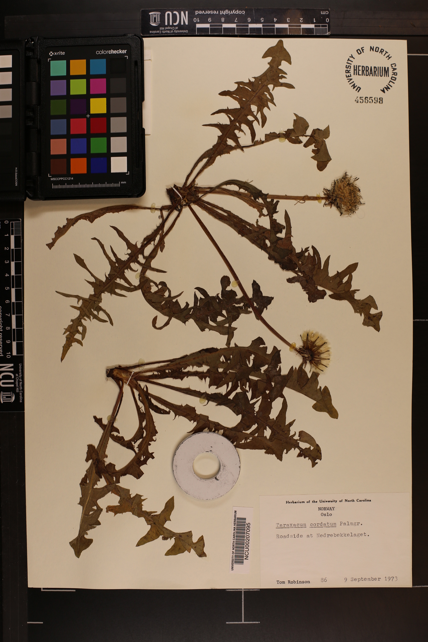 Taraxacum cordatum image