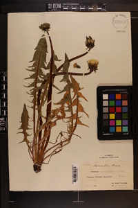 Image of Taraxacum copidophyllum