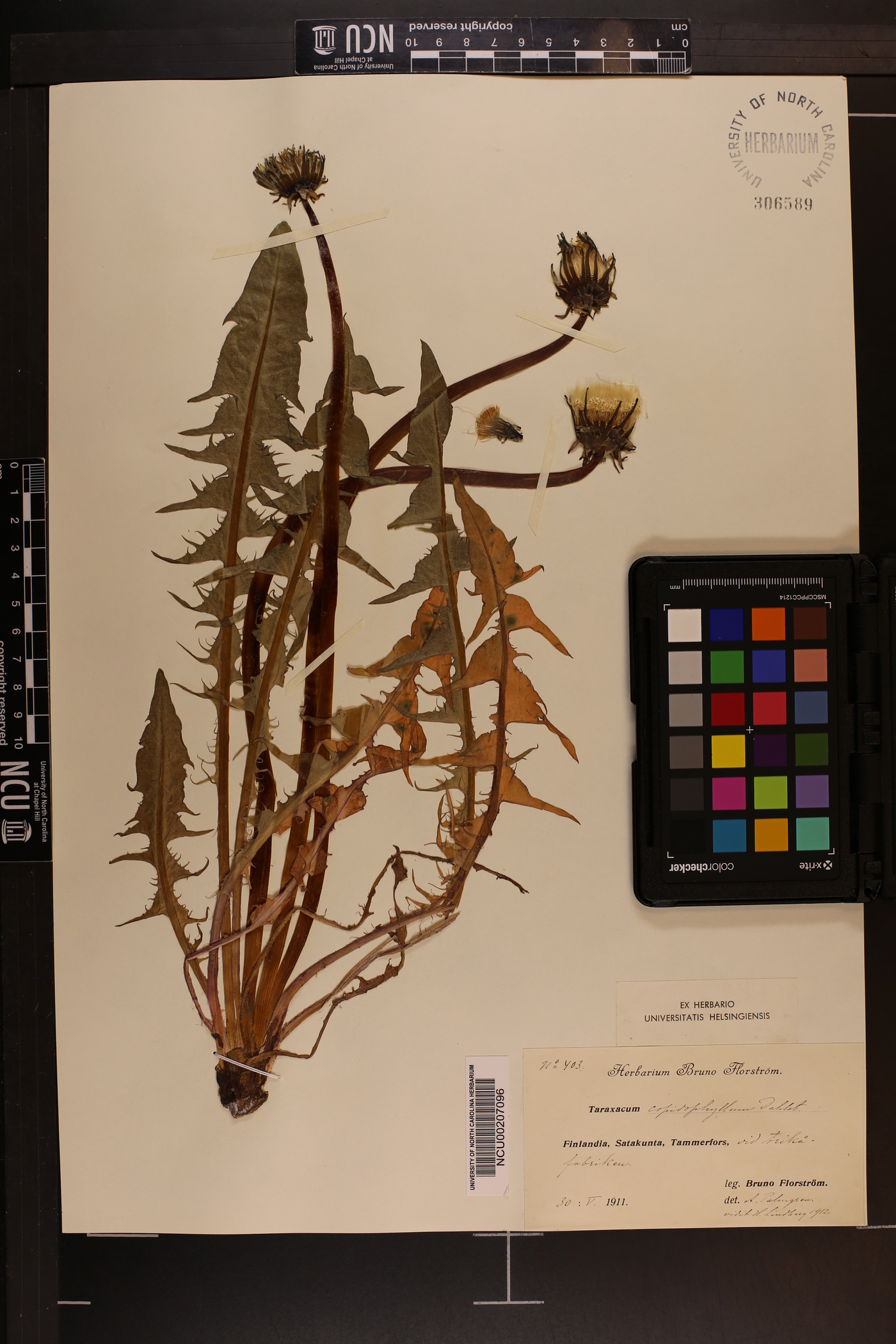 Taraxacum copidophyllum image