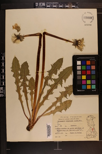 Image of Taraxacum crassipes