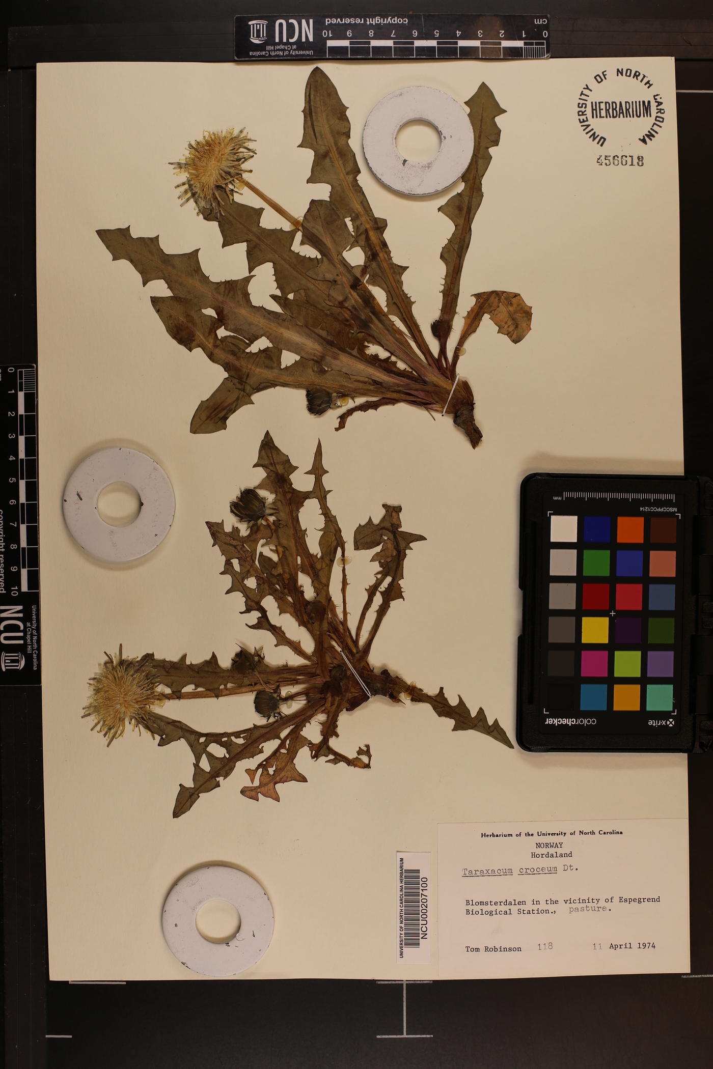Taraxacum officinale subsp. officinale image