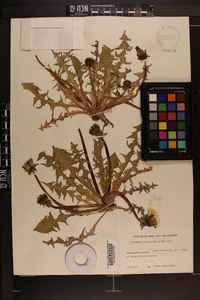 Image of Taraxacum dilatatum