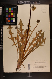 Taraxacum fasciatum image