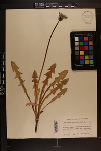 Taraxacum fasciatum image
