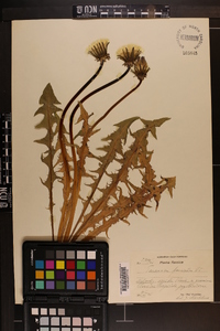 Taraxacum fasciatum image