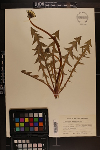 Taraxacum hamatiforme image