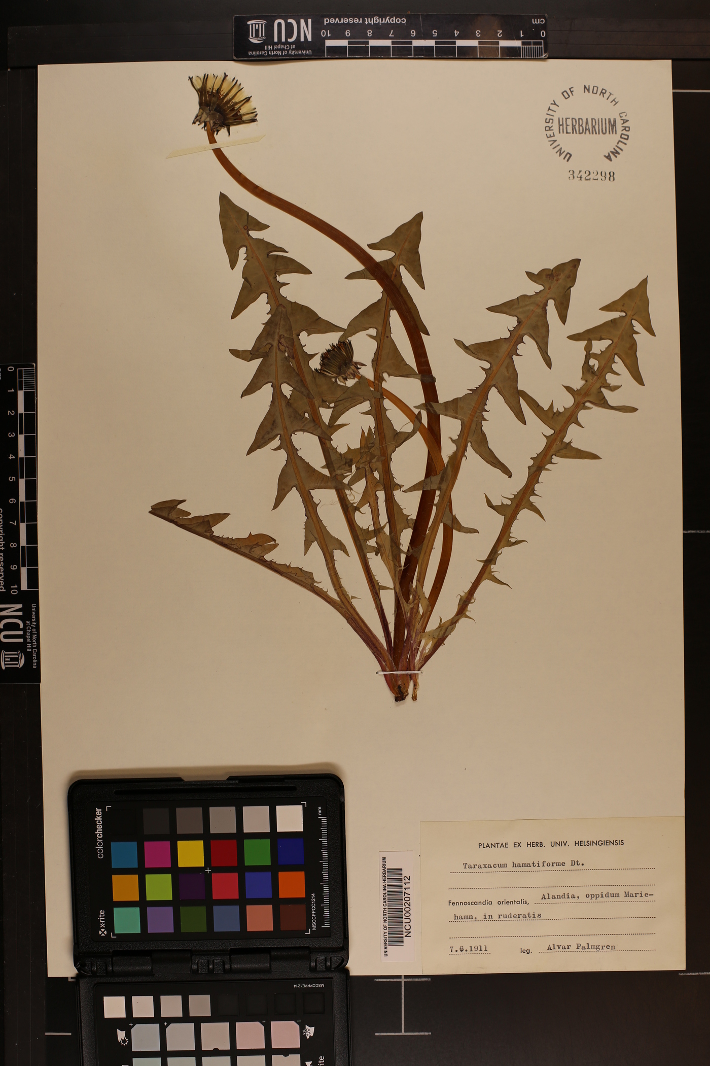 Taraxacum hamatiforme image