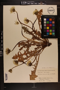 Taraxacum platycarpum subsp. hondoense image