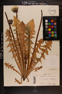 Image of Taraxacum huelphersianum