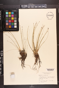 Eleocharis vivipara image