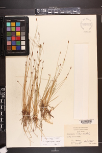 Eleocharis erythropoda image