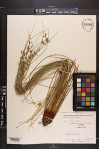 Juncus coriaceus image