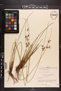 Juncus coriaceus image