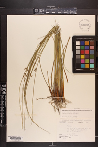 Juncus coriaceus image