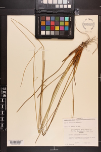 Juncus coriaceus image