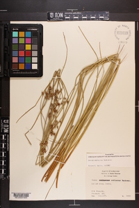 Juncus coriaceus image