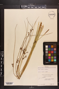 Juncus coriaceus image