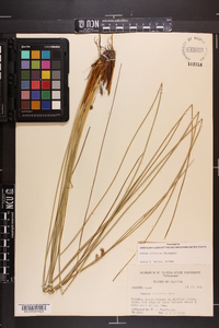 Juncus coriaceus image