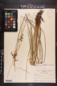 Juncus coriaceus image