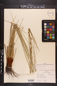 Juncus coriaceus image