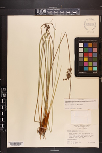 Juncus coriaceus image