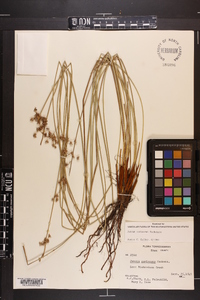 Juncus coriaceus image