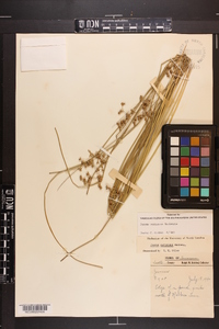 Juncus coriaceus image