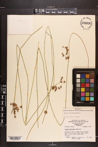 Juncus coriaceus image