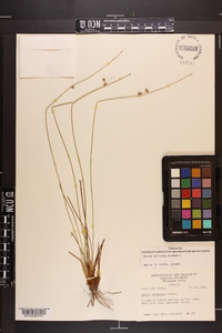 Juncus coriaceus image