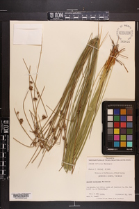 Juncus coriaceus image