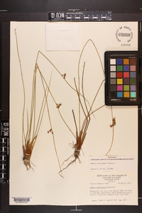 Juncus coriaceus image