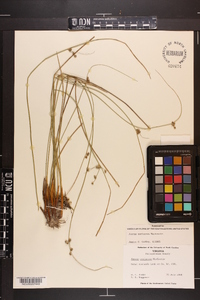 Juncus coriaceus image