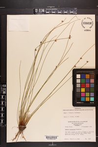 Juncus coriaceus image