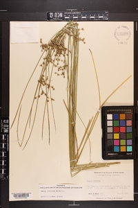 Juncus coriaceus image