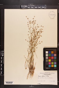 Juncus debilis image