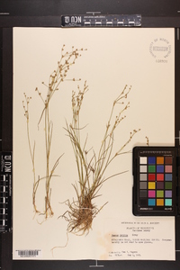 Juncus debilis image