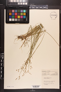 Juncus debilis image