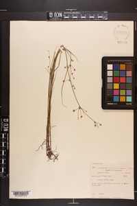 Juncus debilis image