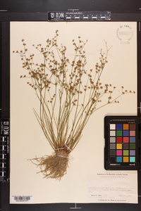 Juncus debilis image