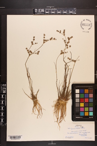 Juncus debilis image