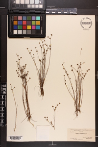 Juncus debilis image