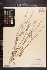 Juncus debilis image