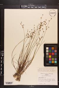 Juncus debilis image