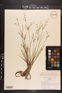 Juncus debilis image