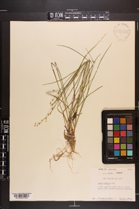 Juncus debilis image