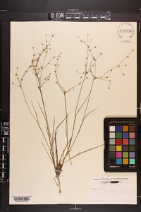 Juncus debilis image