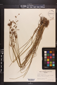 Juncus debilis image