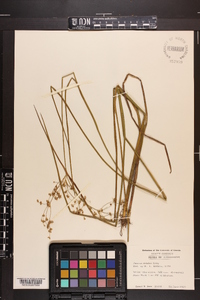 Juncus debilis image